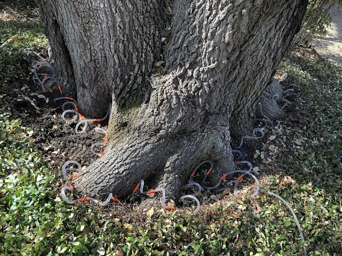 Detailed Tree Cabling and Bracing job site in Old Greenwich
