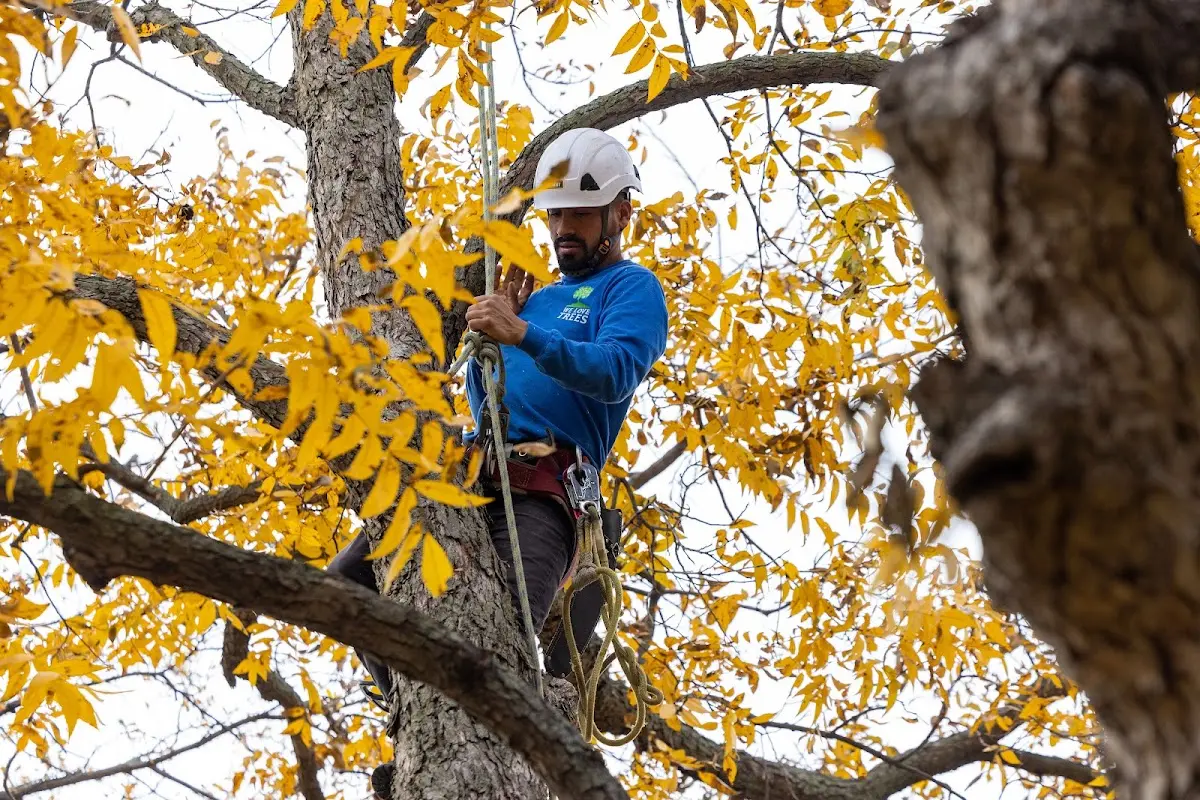 Skilled Tree Planting crew working in Old Greenwich