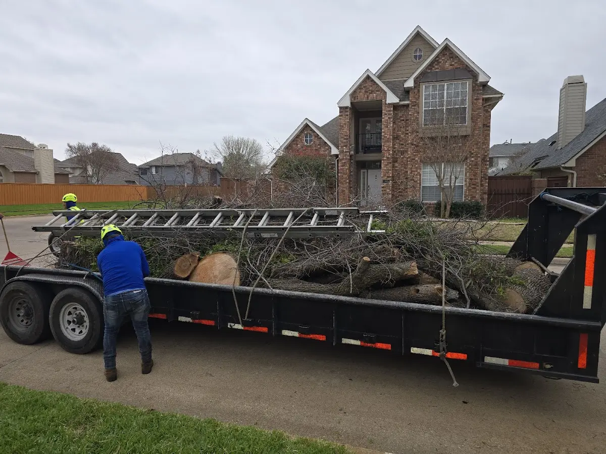 Expert Tree Removal with proper safety equipment in Old Greenwich